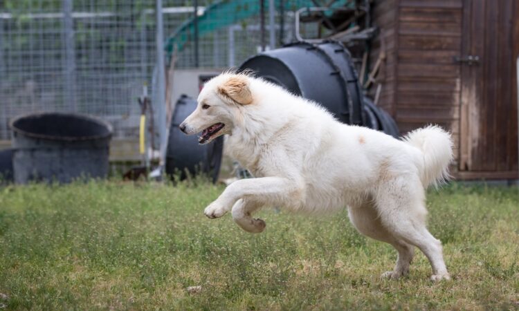 Six-Year-Old Donates His Savings to Help Pistoia Dog Shelter After Storm Damage