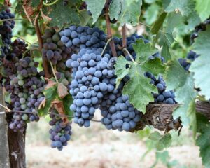 Brunello di Montalcino harvest starts early after hot Tuscan summer