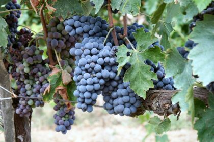 Brunello di Montalcino harvest starts early after hot Tuscan summer