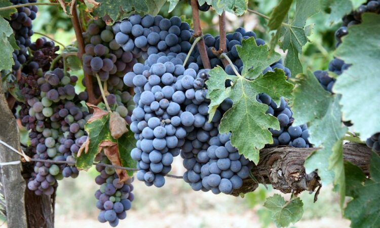 Brunello di Montalcino harvest starts early after hot Tuscan summer