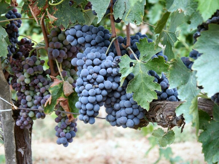 Brunello di Montalcino harvest starts early after hot Tuscan summer