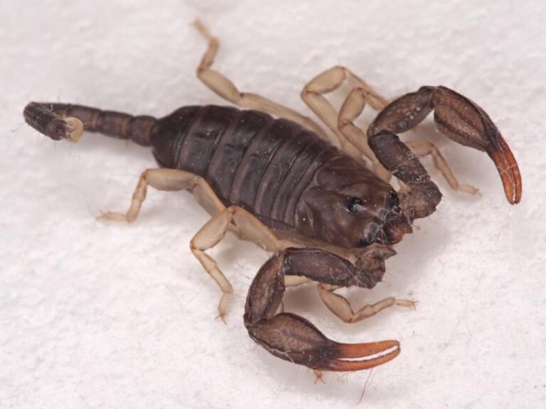 Montecristo scorpion mystery traced back 26 million years
